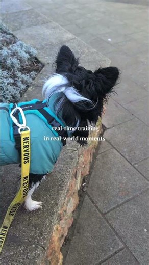 Training a sensitive dog means paying closer attention to how they feel than how they perform.