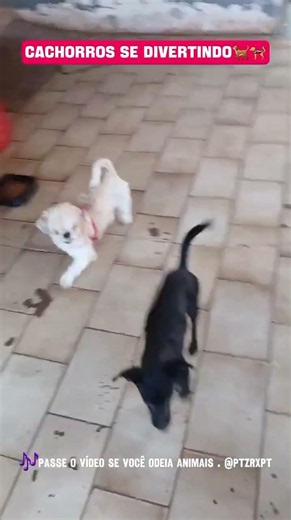DOGS HAVING FUN #dog