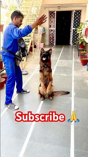 🐕GERMAN SHEPHERD🐕 obedience training complete process, namaste tricks #youtubeshort #dogtraining