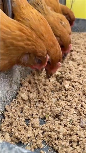 Vegetable Chopper in Action for Poultry Farming#ChickenDuckGooseFarming #PoultryFarming