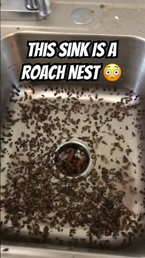 Eradicating a Cockroach Horde: Intense Sink Infestation Exterminated