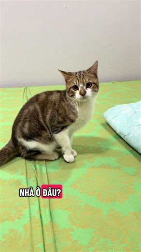Đẹp trai như này thì mình xinnnn 🤣 #cat | cat