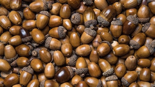 What's up with these nuts?! North Texas sees 'mast' year leaving acorns all over
