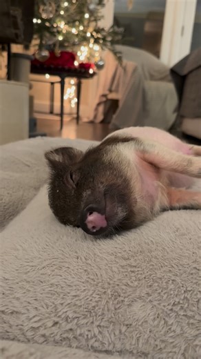 Blind Spot Animal Sanctuary on Instagram: "Christmas Eve at the sanctuary 🎄 Tonight, Randolph is sleeping peacefully by the fireplace, his little belly full, his tiny body warm dreaming of delicious snacks and a world that feels safe. As the world settles into Christmas Eve, we’re holding space for every animal still waiting for warmth, kindness, and a soft place to land. Randolph gets to dream tonight because compassion showed up for him. Thank you for being part of his miracle. May we keep ch