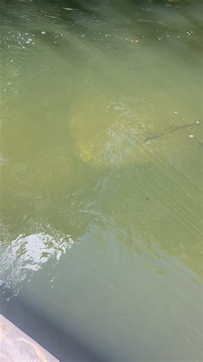 Car roof spotted in shallow river by fisherman #mystery #crazy #scuba | Adam Brown Adventures