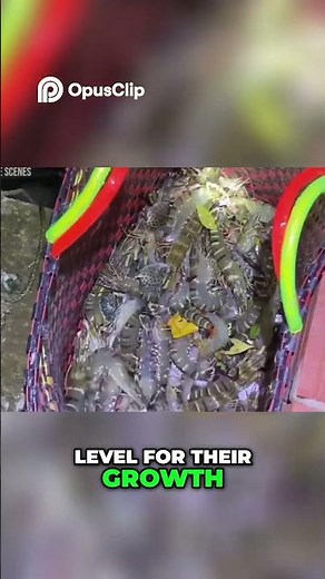 Tiger Prawns Natural Habitat & Ideal Salinity