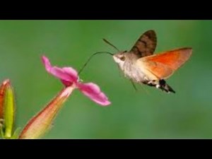 The Amazing Hummingbird Moth: Nature's Tiny Marvel!