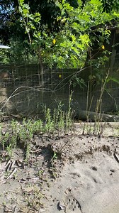 8K views · 172 reactions | Itik kena baham oleh anjing沈 | Rayner ray | Facebook