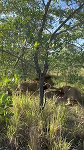Lioness steals a leopard kill and then have a big fight with the rest of the pride until the dominant male arrives and chaos breaks loose. What an incredible sighting we had a few mornings ago. We found a male leopard whom just killed an impala, the second he smelt the lions he ran away and the pride took over the fresh young impala kill and a big fight errupted between the members of the pride. - #lion #pride #kill #fighting #survivalofthefittest #impala #sabisands #greaterkruger #nkorhobushlod