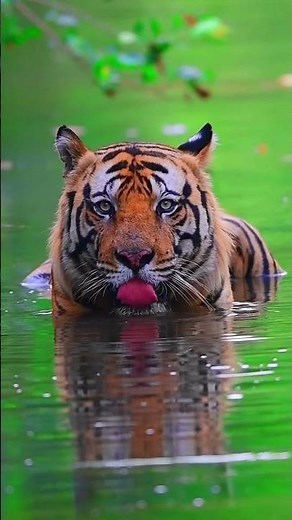 The largest of all the Asian big cats, tigers rely primarily on sight and sound for hunting.