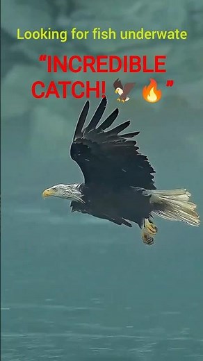 Eagle Hunting Fish in Slow Motion flying 🦅🐟 Incredible Catching fish" #eagle #nature
