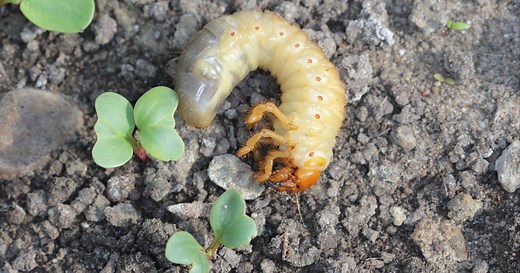 5 solutions naturelles pour se débarrasser des vers blancs dans le potager