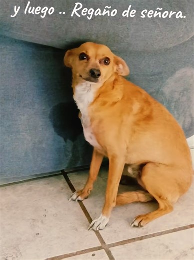 La delgada línea entre disciplina y maltrato animal