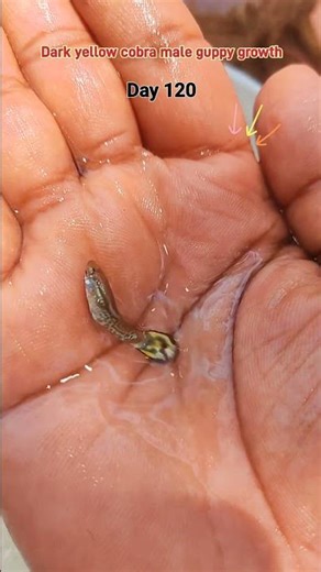 Dark yellow cobra male guppy fish growth time stages 200 days #fishshorts #guppyfish #shortsfeed