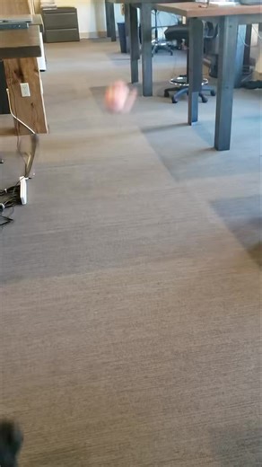 11K views · 375 reactions | Playtime with Spice ❤️ She goes to work...