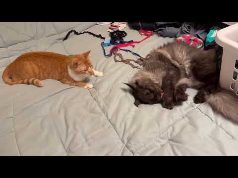 Slumber Party Full Video