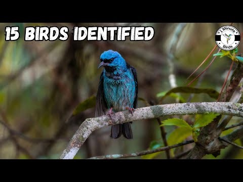15 Beautiful Birds Identified