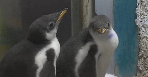 Twin penguin chicks debut in Guangzhou park
