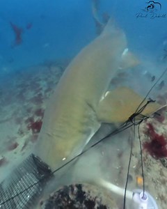 49K views · 367 reactions | Shark Attacks Fish Bait Cam! part 3 of 3 | Paul Dabill Photography | Facebook