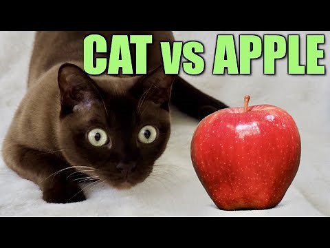 CAT SLAPS!! Burmese Cat vs Apple! Funny Fast Cat Slaps!