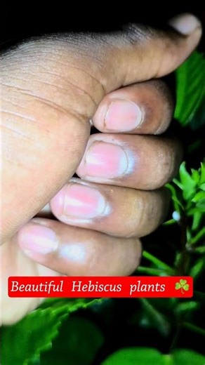 beautiful Hebiscus flower 🌺 view