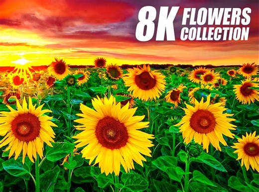 独家绝美花朵 8K 超高清 60FPS 视频 Exclusive Beautiful Flowers in 8K VIDEO ULTRA HD 60FPS