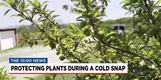 How to protect your plants during a cold snap