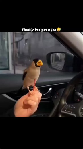 𝗖𝗵𝗶𝗹𝗹 𝗚𝘂𝘆𝘀😎 on Instagram: "日本利用压电瓷砖将脚步转化为电能。这些瓷砖捕捉来自你脚步的动能。当你行走时,你的重量和动作会对瓷砖产生压力。瓷砖会轻微弯曲,从而产生机械应力。瓷砖内部的压电材料将这种应力转化为电能。每一步都会产生少量电荷,而数百万步结合在一起就能产生足够的电力来驱动 LED灯、数字显示屏和传感器。在像涩谷车站这样繁忙的地方,每天大约有240 万个脚步为这一系统作出贡献。这些电能可以被储存或立即使用,从而减少对传统电力来源的依赖,并支持可持续的城市基础设施。这种方法将日常运动转化为实用的可再生能源 #日本 #知识 #事实#你知道吗#推荐科技 创新 历史 技术实验热门日本利用压电瓷砖将"