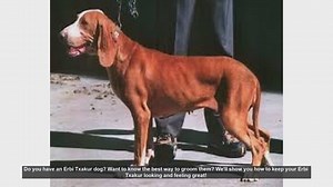 How to Groom Your Erbi Txakur: Step-by-Step Guide