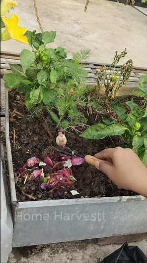 Plants THRIVE With This Underground Trick 🌿💪 #gardening #hacks