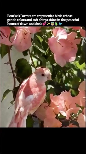 Bourke's Parrots are crepuscular birds whose gentle colors shine in the peaceful hours of dawn