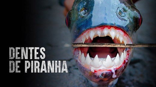 Como sobreviver à piranha mais mortífera