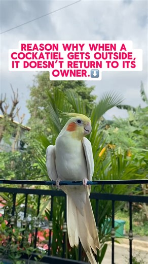 Reason why when a cockatiel gets outside, it doesn’t return to its owner. #petcare #cockatieltips #cockatiellover #petlovers | Esperedion Rada