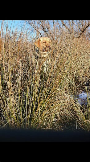 Pretty much #duckhunting #dogsoftiktok #outdoors #fyp #mylife