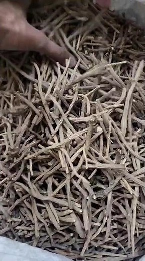 SAI HERBS Akarkara Irani (Anacyclus pyrethrum) | Premium Natural Herb for Strength & Stamina