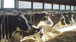 Breeding of cows in free livestock stall