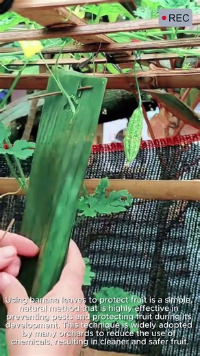 Use banana leaves to protect fruits #viral #agriculture #tools #skills
