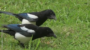 Two Magpies (Pica pica) collecting peanuts and mealworms from a garden lawn. June, Kent, UK [Half speed]