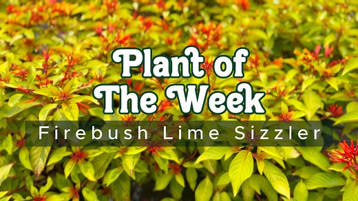 🌿🔥 Meet this week’s star, the Firebush Lime Sizzler! With its vibrant lime-green leaves and fiery orange-red blooms, this plant is the ultimate garden showstopper. Hummingbirds love it; it thrives in the heat, making it a must-have for your outdoor oasis. Watch the reel to see it in action and get inspired for your next garden upgrade! 🌺✨ 🔗 Check out the full article on FIrebush Lime Sizzler in our newsletter: https://conta.cc/4fAUY83 #PlantOfTheWeek #FirebushLimeSizzler #GardenGoals #Hummin