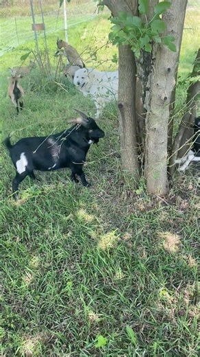 Genetics Dept. Field Testing 🐐 | Axel vs. the Mulberry Tree