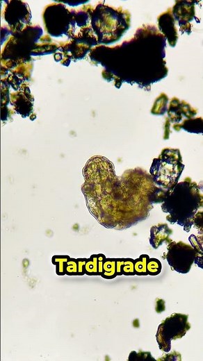 The Most Resilient Creature On Earth: Tardigrade