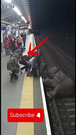 Giant Elephant Falling Into Train Tracks Caught on Camera #Trending #Rescue