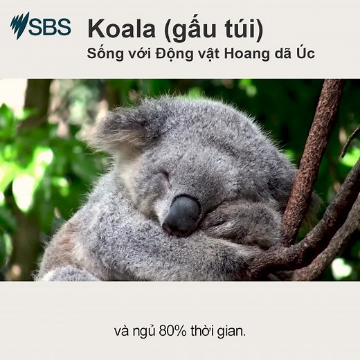 Gấu túi koala có thể là động vật Úc dễ thương nhất! 🐨 Tìm hiểu về môi trường sống, chế độ ăn uống, và mọi thứ liên quan trong video Sống cùng Động vật Hoang dã Úc này, sau đó kiểm tra kiến thức của bạn với bài đố vui. Hợp tác với WIRES và Navitas Skilled Futures #sbslearnenglish #livingwithaussiewildlife | SBS Vietnamese