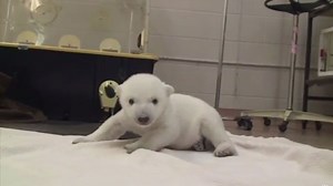 VIDEO: Los primeros pasos de un oso polar bebé fueron registrados por una cámara