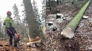 Masterful Spruce Tree Felling and Logging with Advanced Equipment