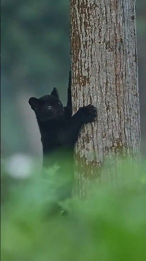 Black Panther & Melanistic Leopard Cubs Photography Tour | Manas National Park, Assam | July 2026