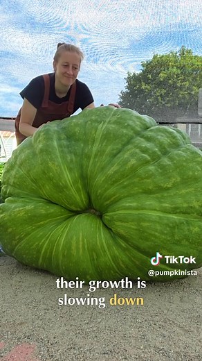Will Seabiscuit and War Admiral beat my personal best? #giantpumpkin #garden #plants #farming #tiktokgrowthchallenge