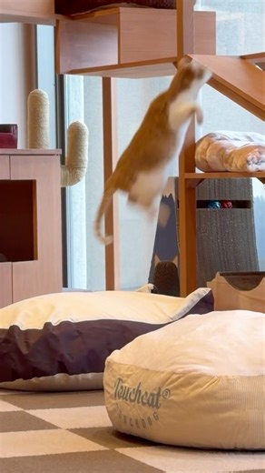 あやしい動き #funny #cute #cat