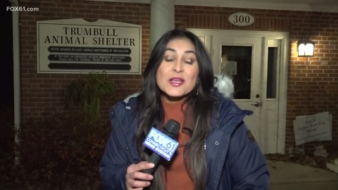 Heidi, the Trumbull Animal Shelter's longest shelter dog, seeks forever home