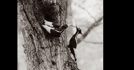 Ivory-billed Woodpecker Identification, All About Birds, Cornell Lab of Ornithology